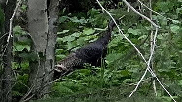 Wild Turkey - ML636981963