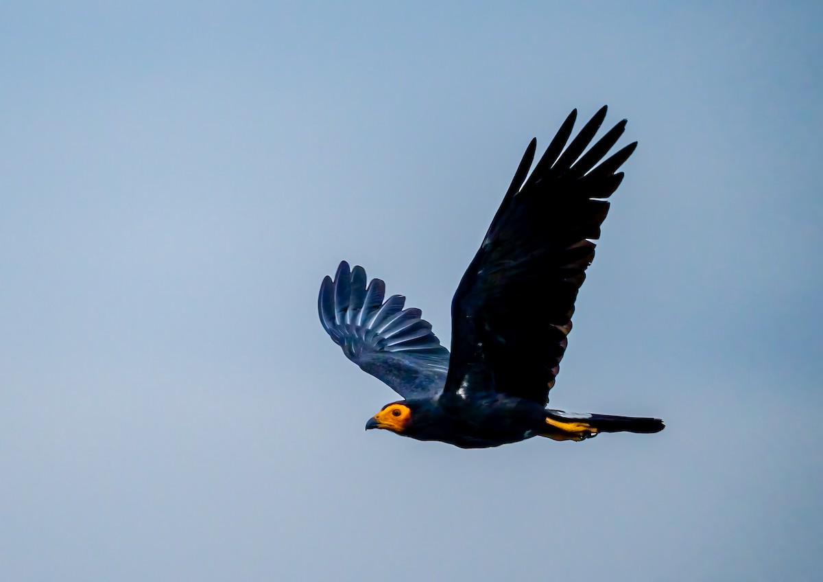 Black Caracara - ML636981964