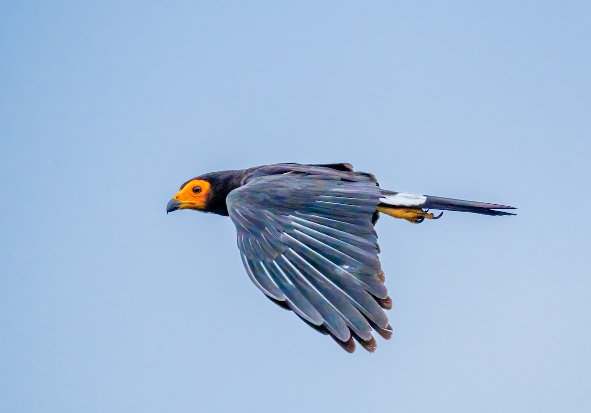 Black Caracara - ML636981965