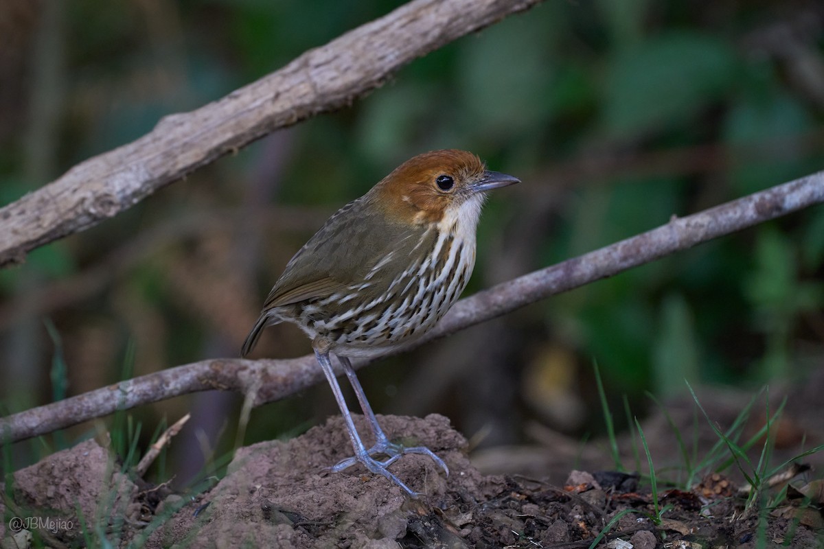 Chestnut-crowned Antpitta - ML636981966