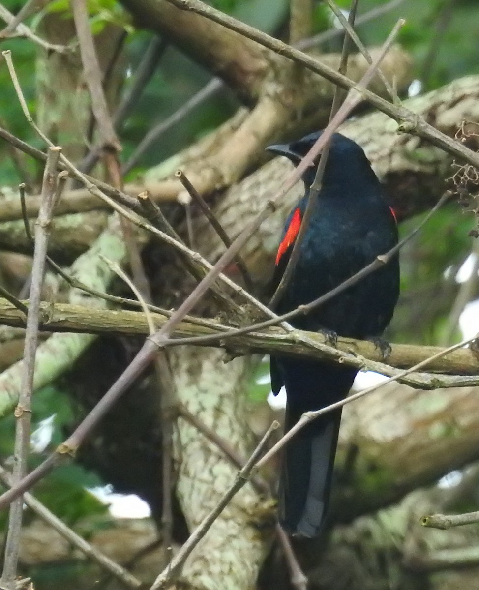 Red-shouldered Cuckooshrike - ML636981969