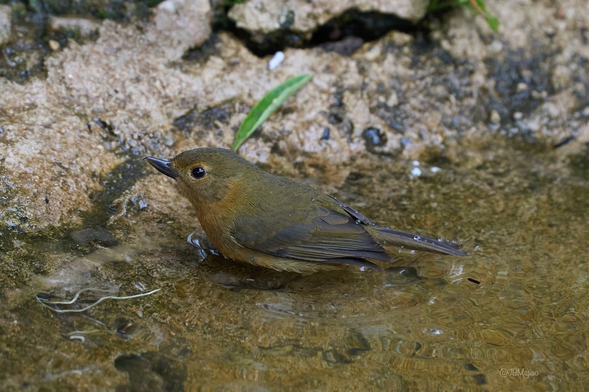 Black Flowerpiercer - ML636981985