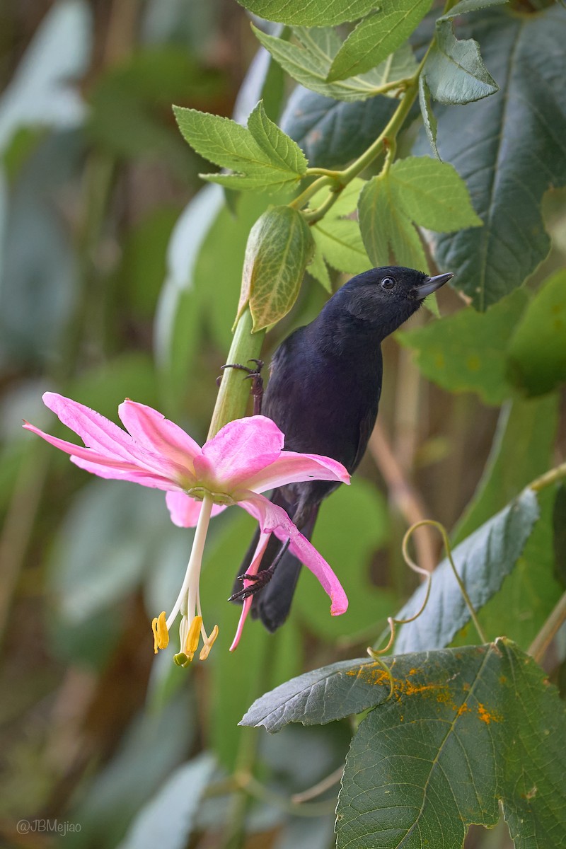 Black Flowerpiercer - ML636981993