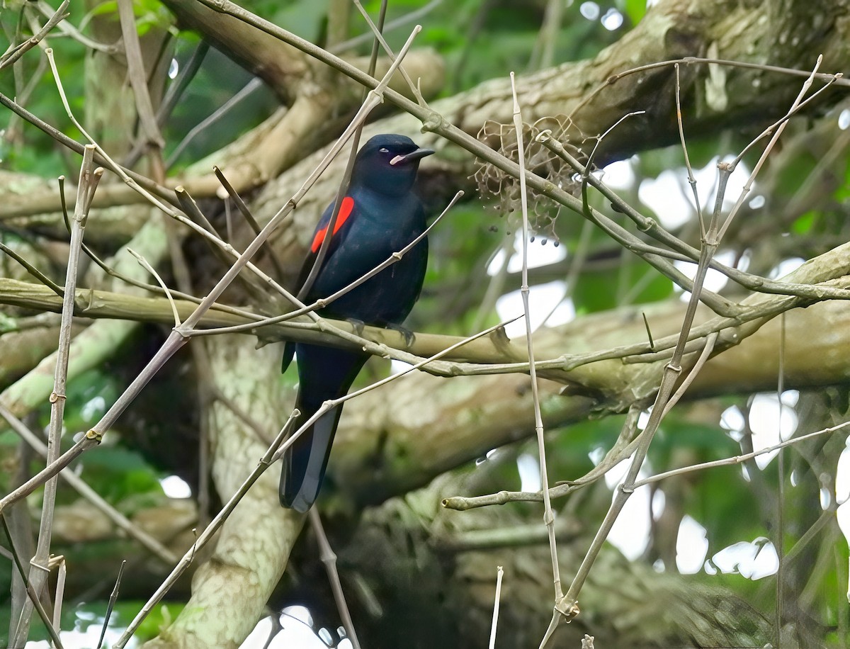 Red-shouldered Cuckooshrike - ML636981995