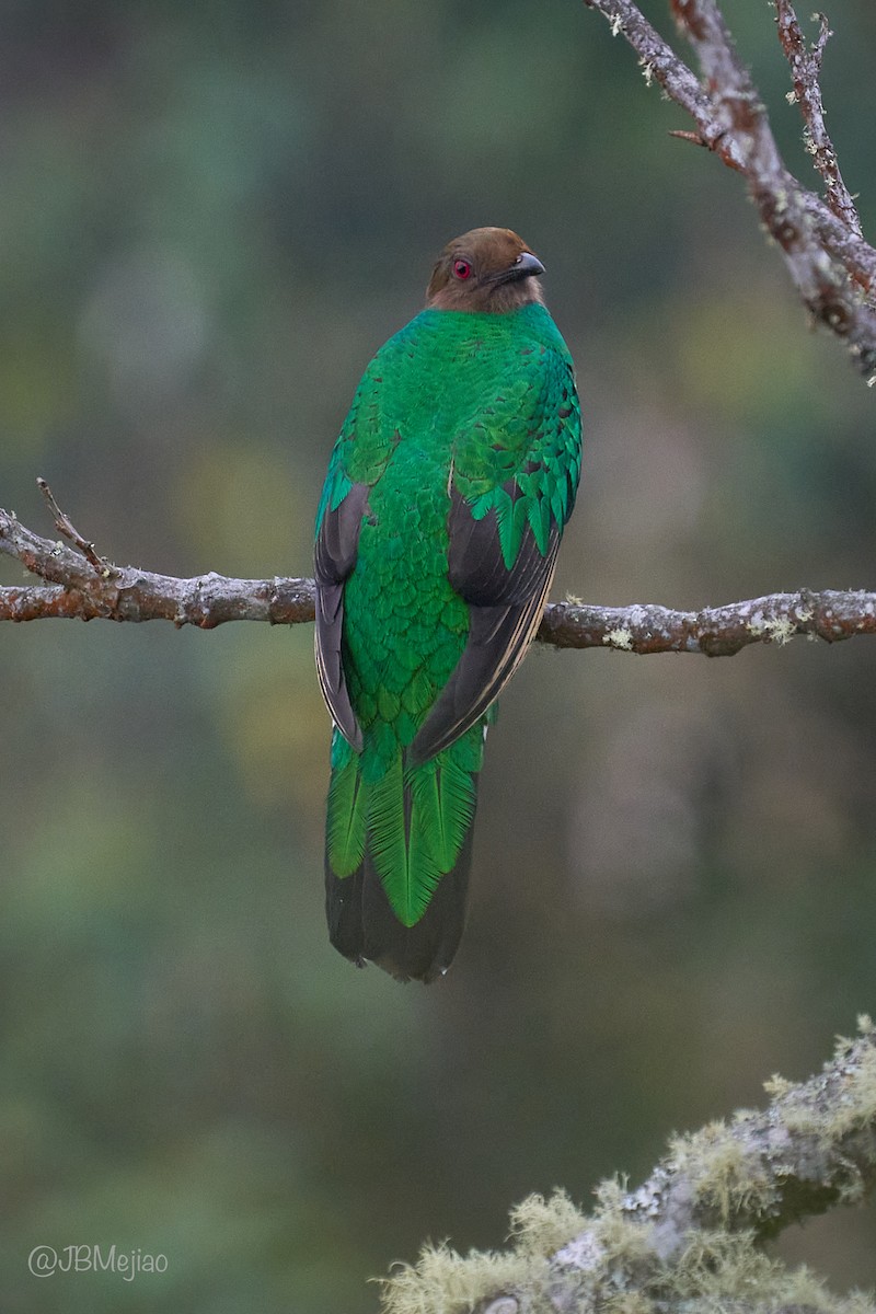 Crested Quetzal - ML636982015