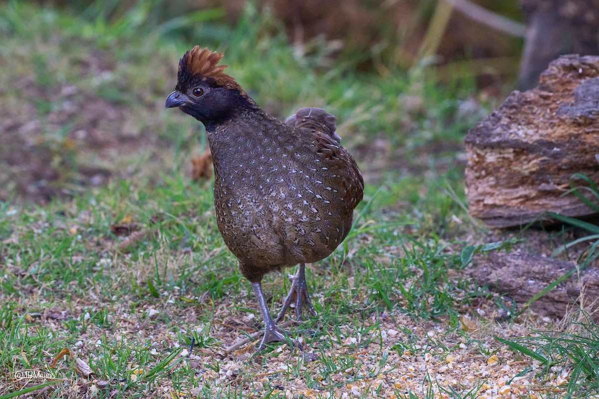 Black-fronted Wood-Quail - ML636982025