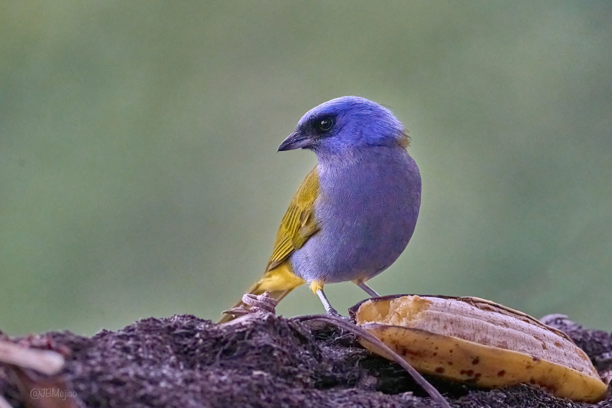 Blue-capped Tanager - ML636982042