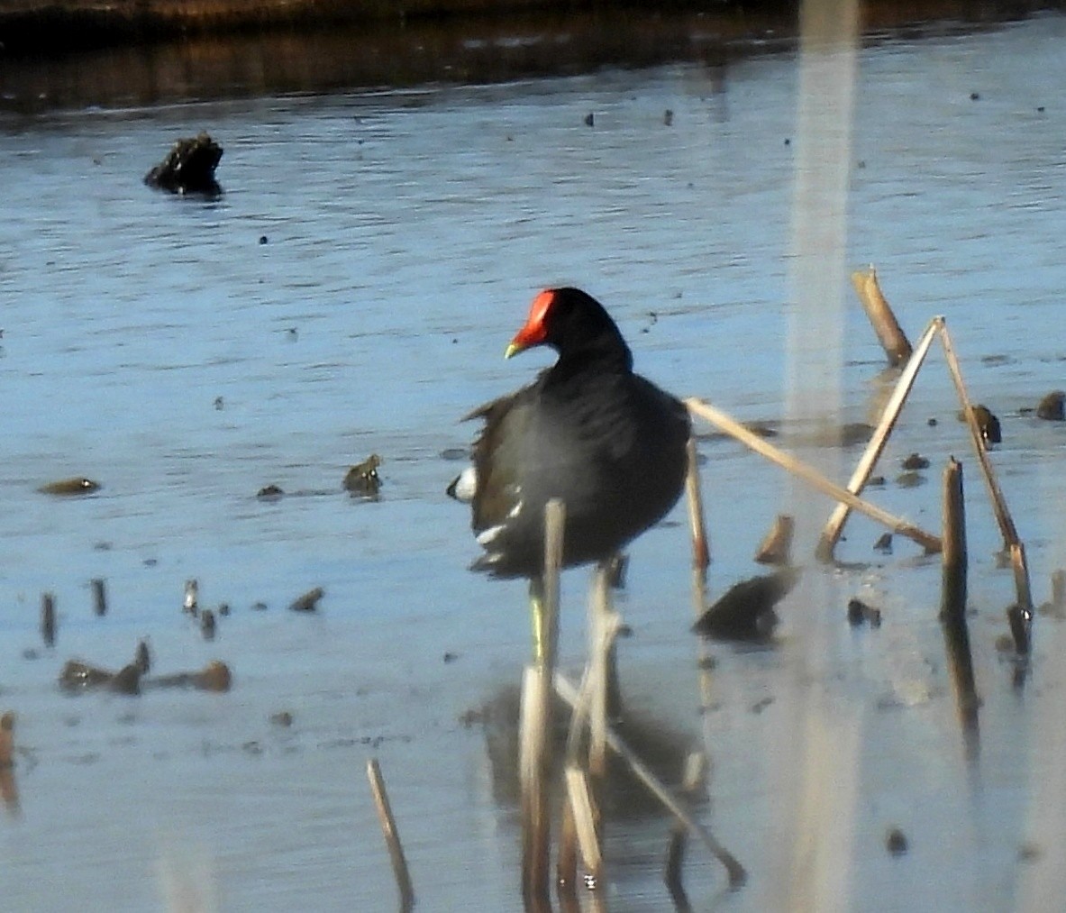 Common Gallinule - ML636982047
