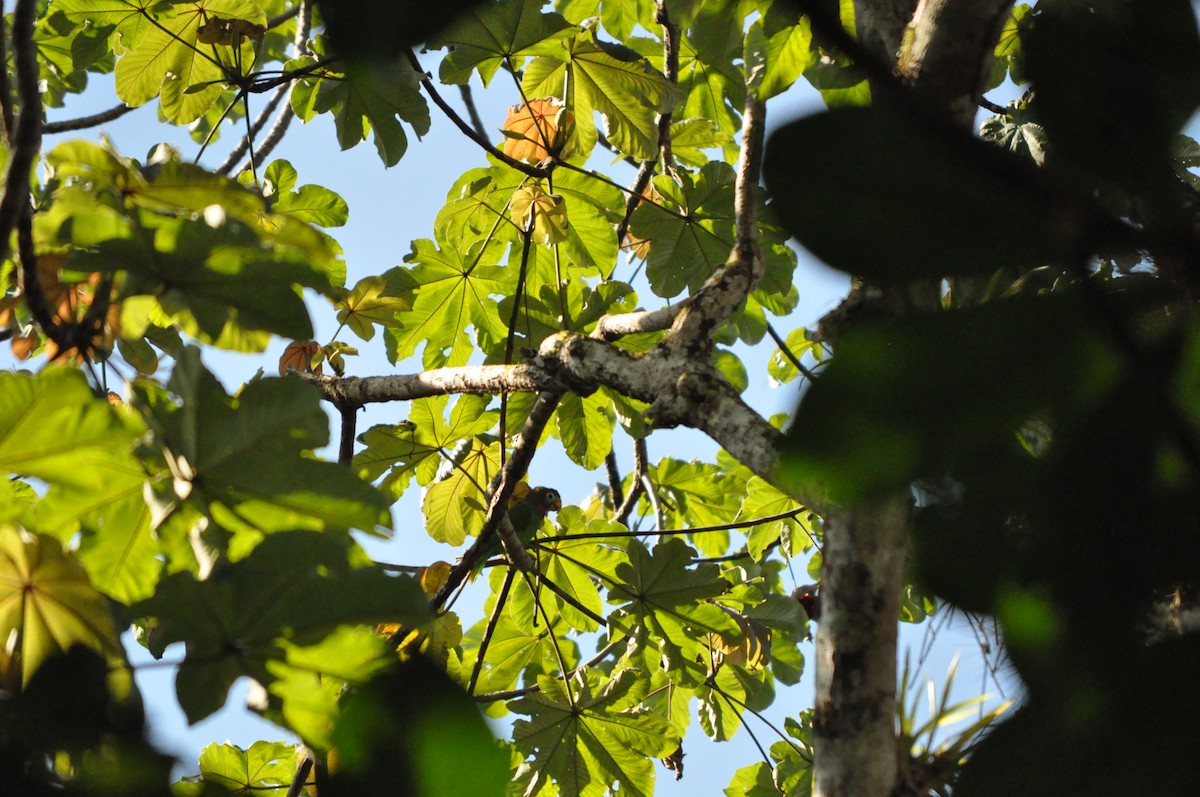 Yellow-billed Amazon - ML636982099