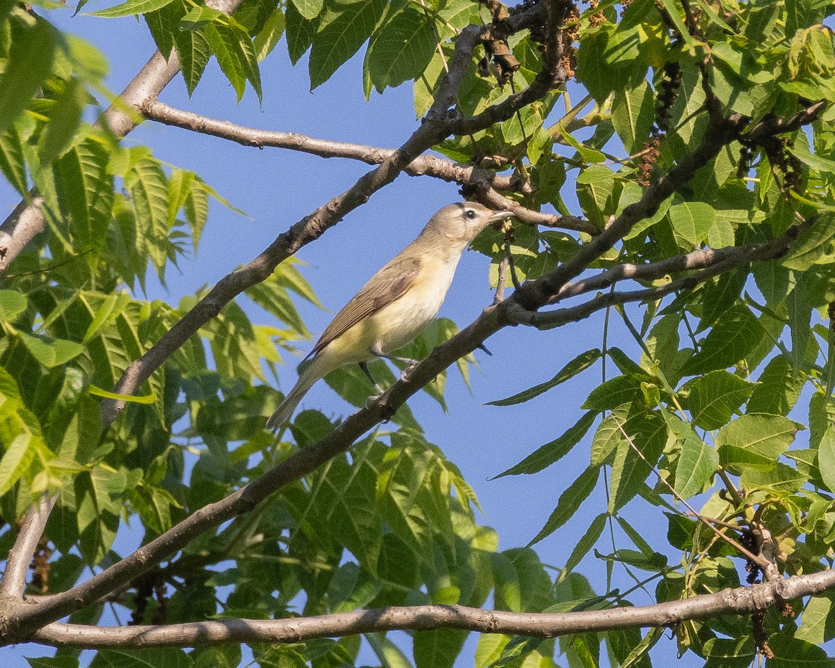Vireo Gorjeador - ML636982112