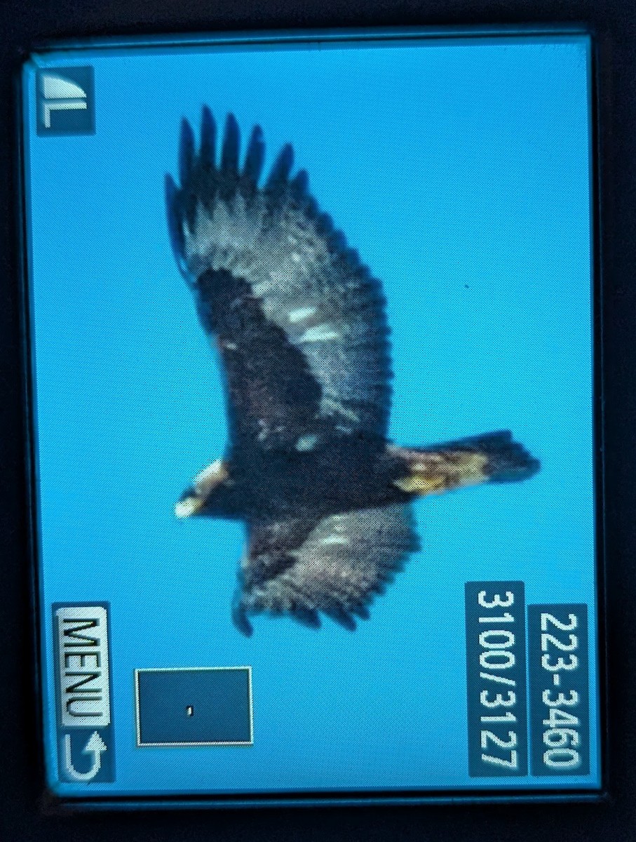 Цармын бүргэд - ML636982133