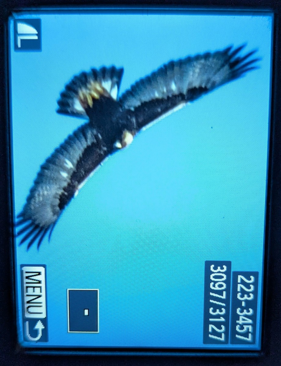 Цармын бүргэд - ML636982135