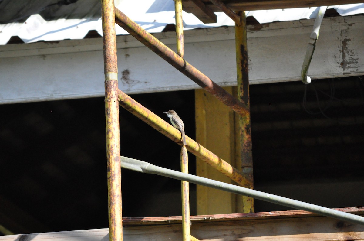 Sad Flycatcher - ML636982137