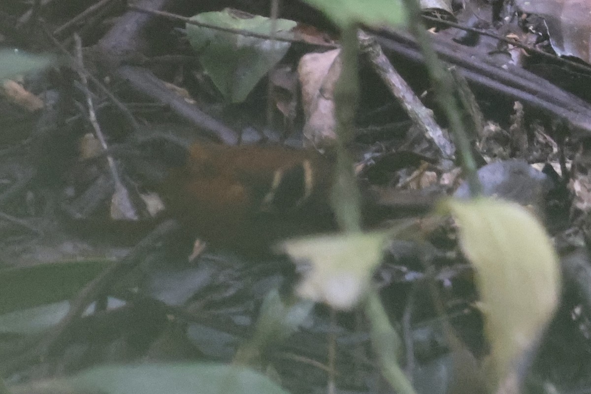 Cordillera Azul Antbird - ML636982164