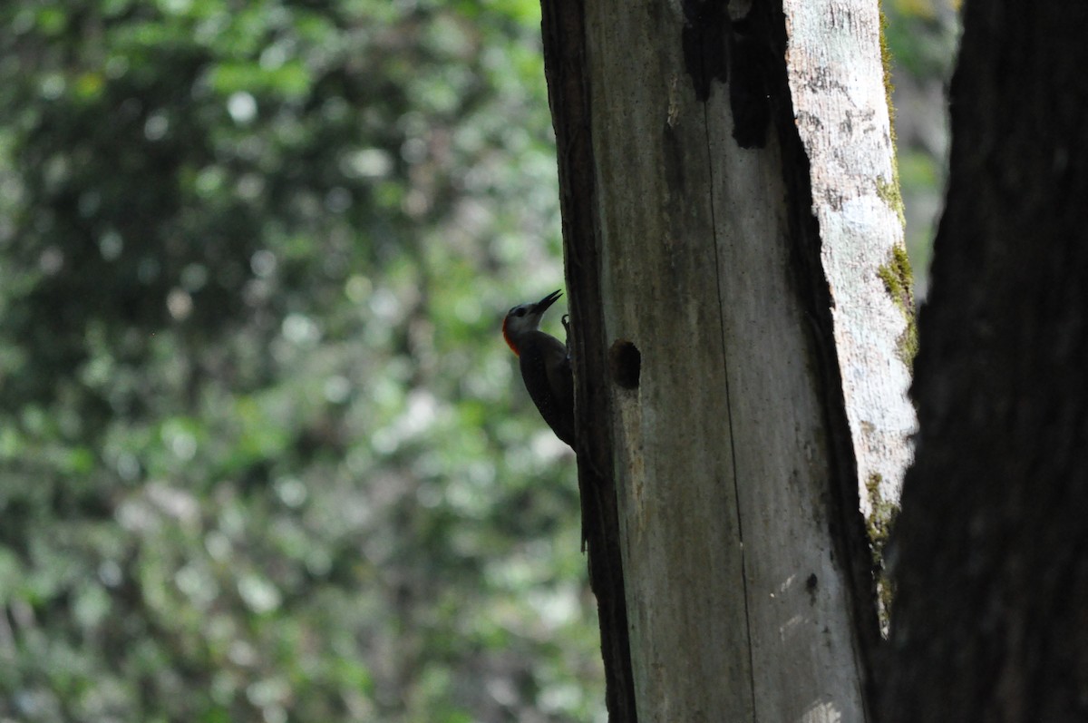 Jamaican Woodpecker - ML636982171
