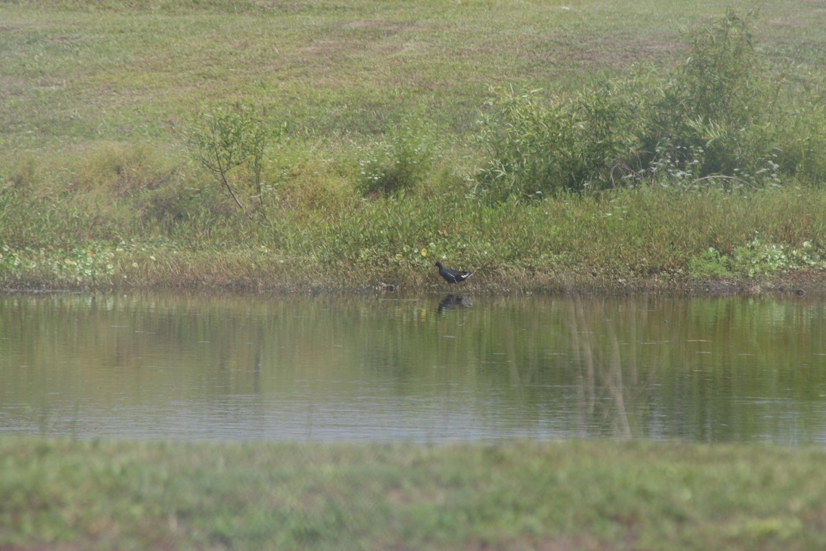 Common Gallinule - ML636982232