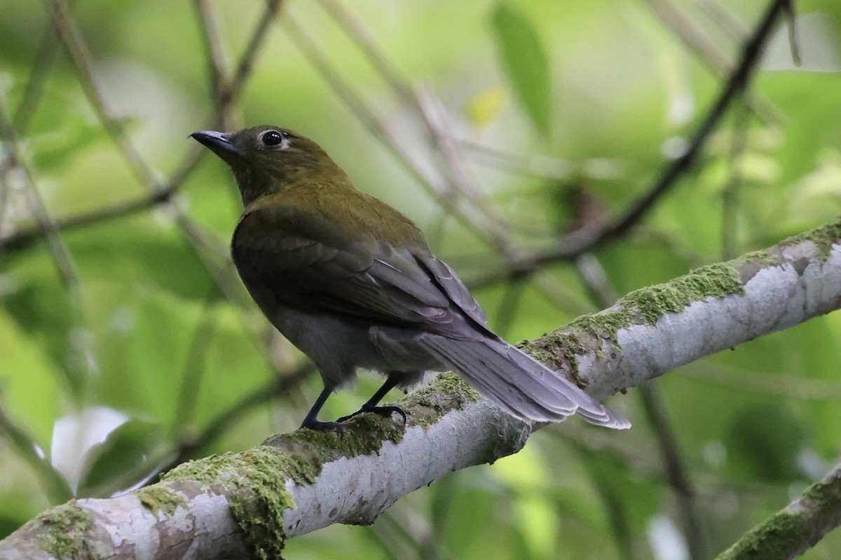 Gray-tailed Piha - ML636982236