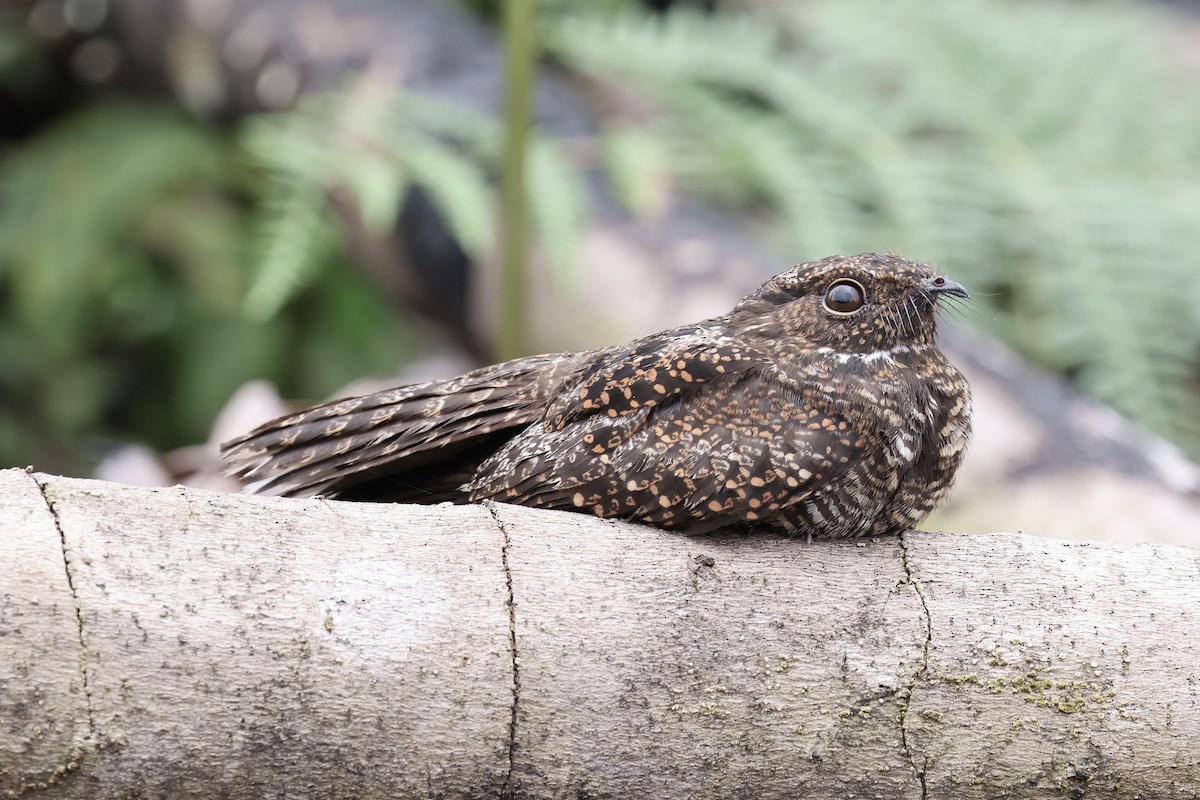 Blackish Nightjar - ML636982301