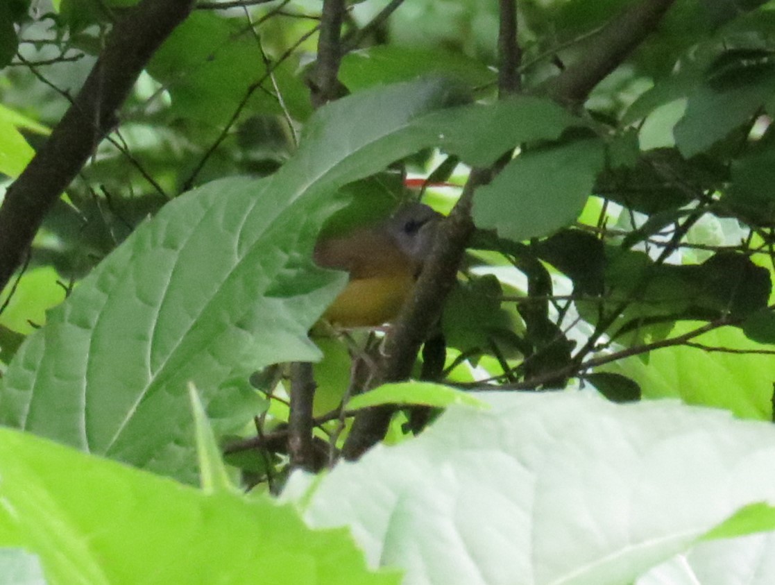 Mourning Warbler - ML636982374