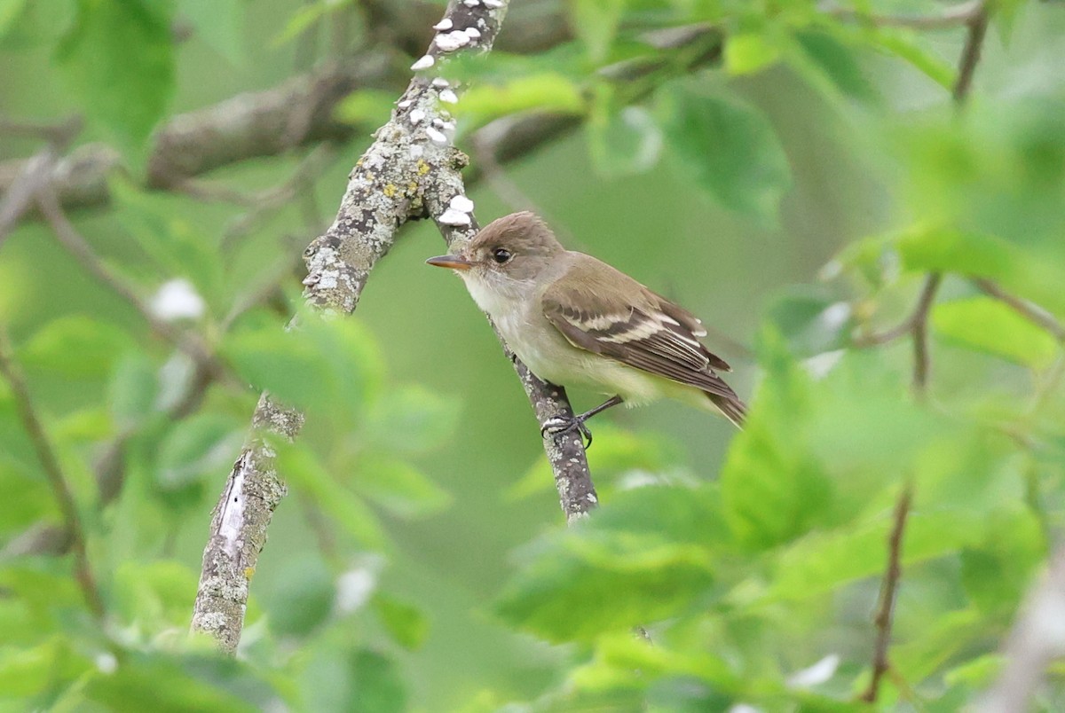 Willow Flycatcher - ML636982385
