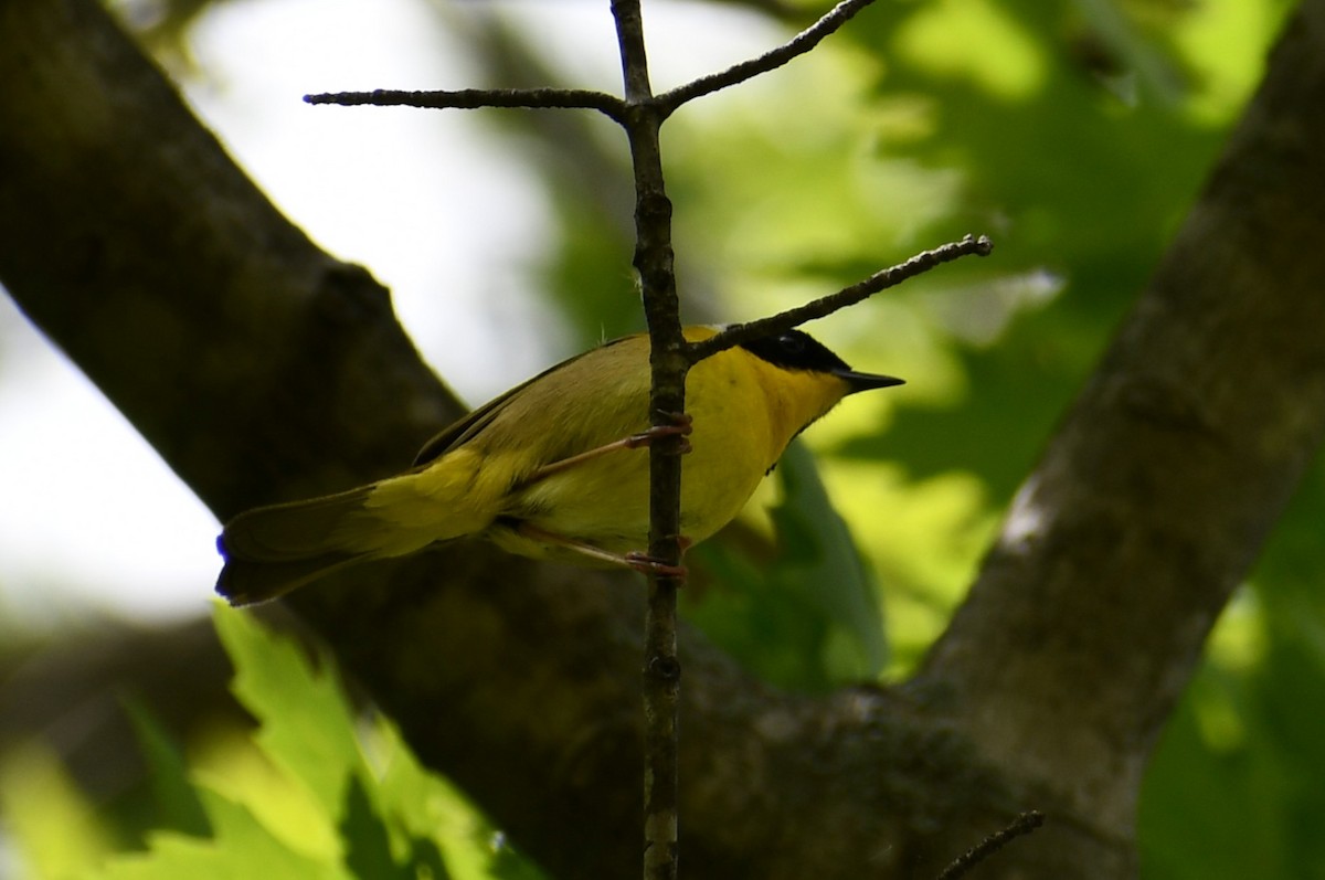 Common Yellowthroat - ML636982404