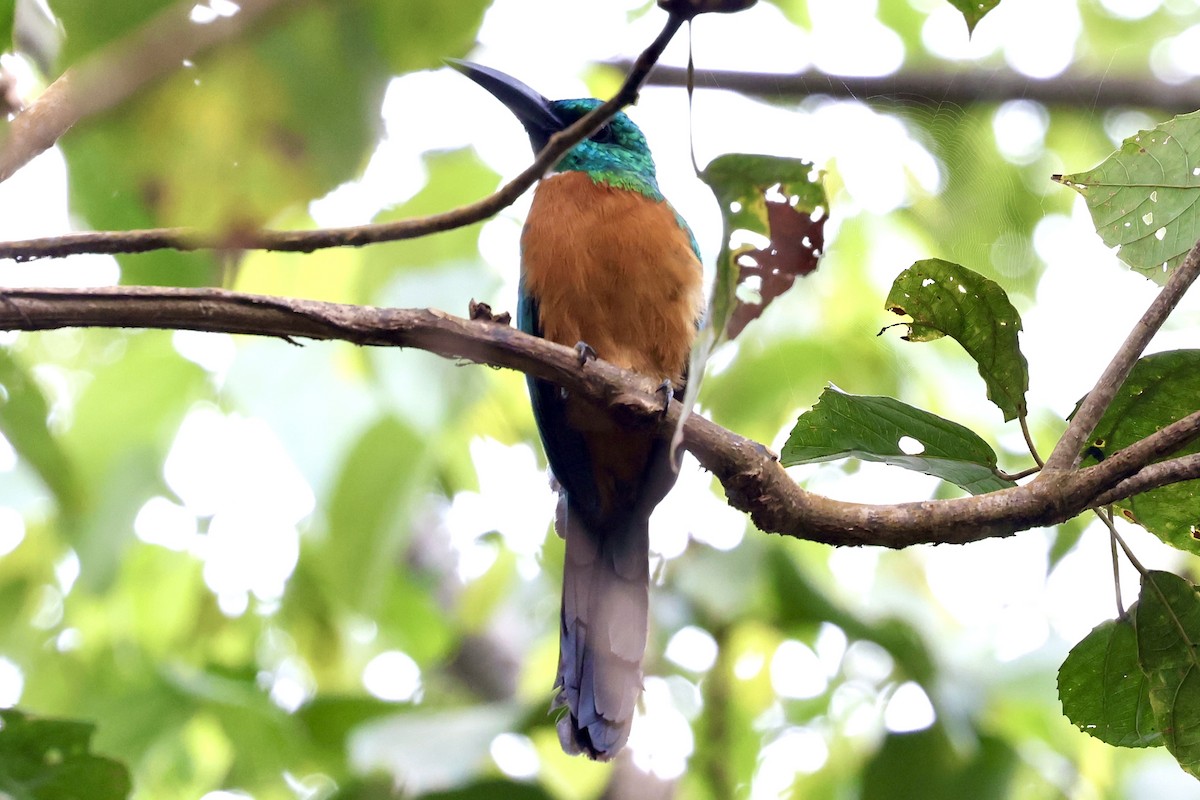 Great Jacamar - ML636982442