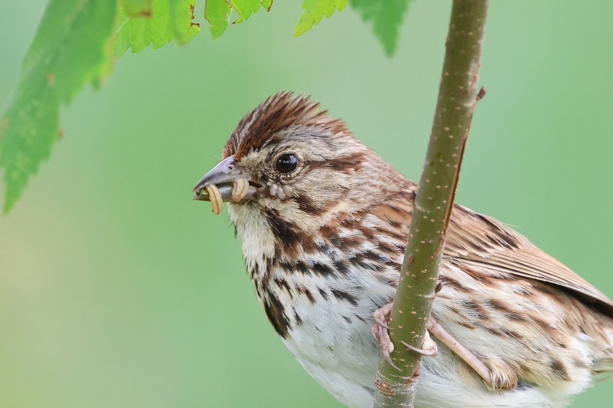 Song Sparrow - ML636982444