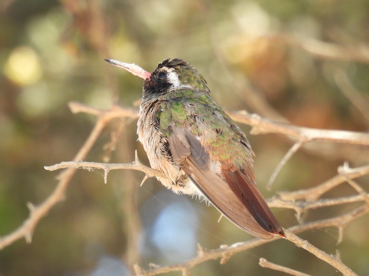Xantus's Hummingbird - ML636982446