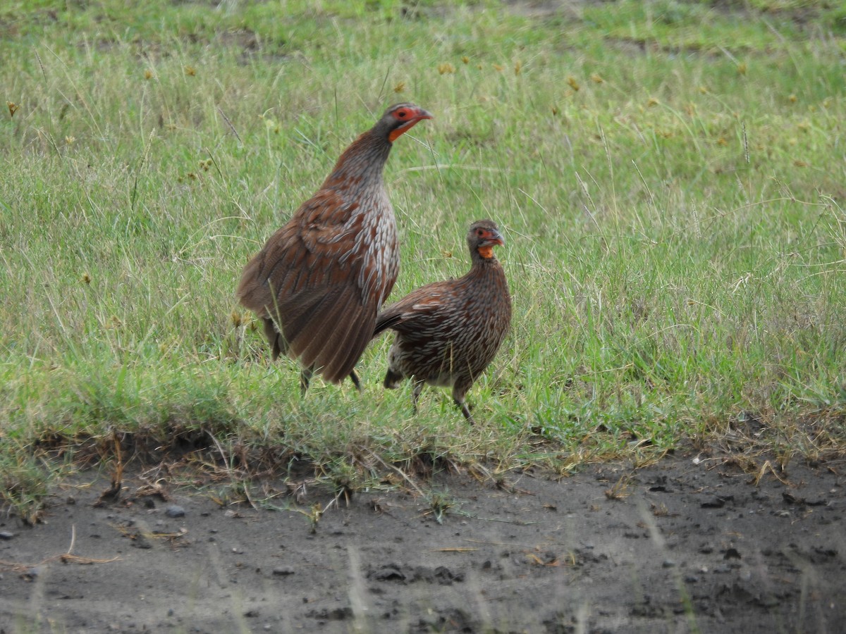 Gray-breasted Spurfowl - ML636982451