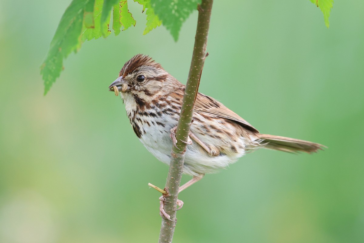 Song Sparrow - ML636982453