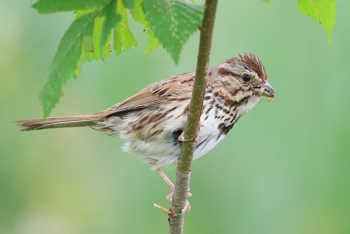 Song Sparrow - ML636982455