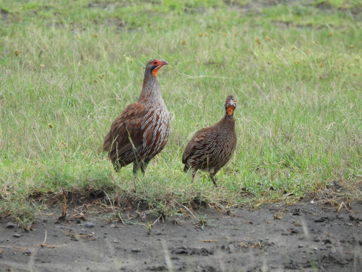 Gray-breasted Spurfowl - ML636982484