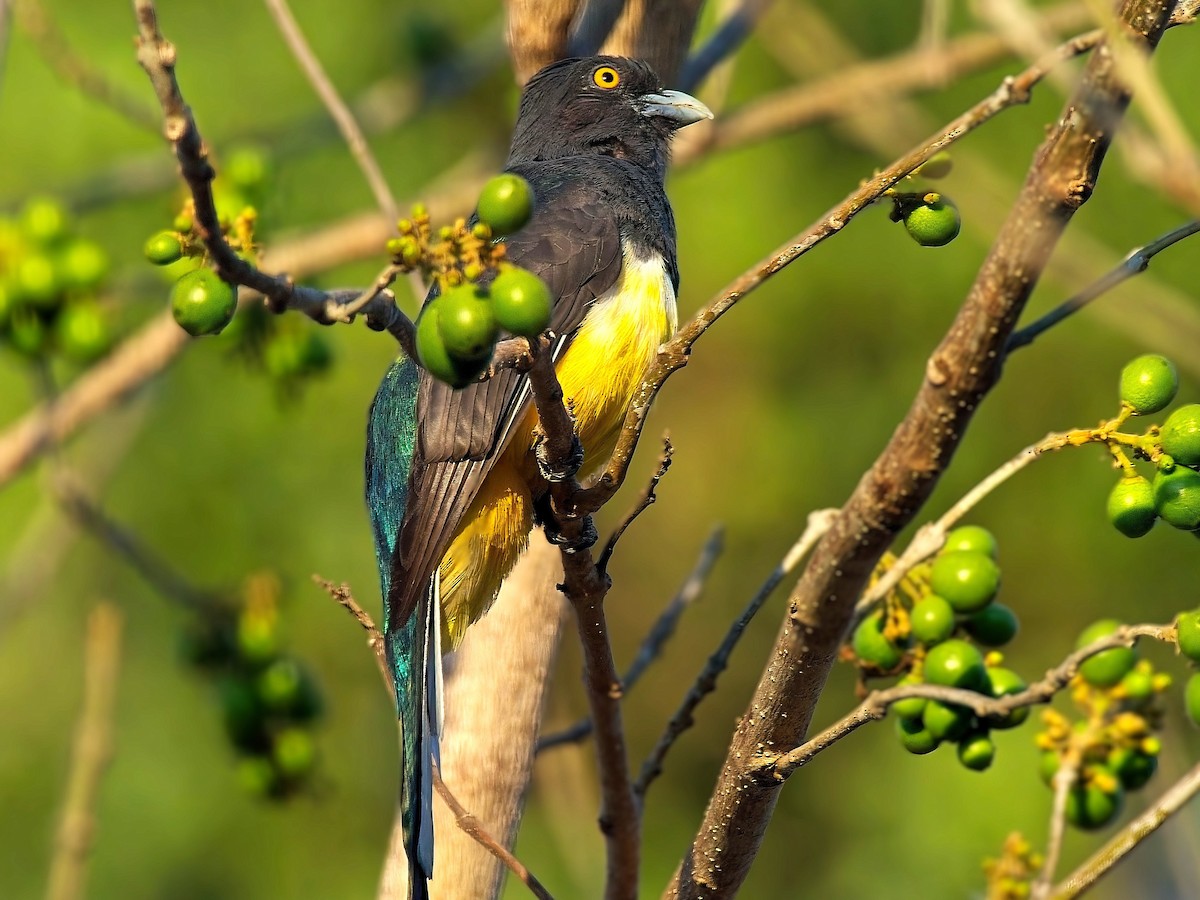 Citreoline Trogon - ML636982503
