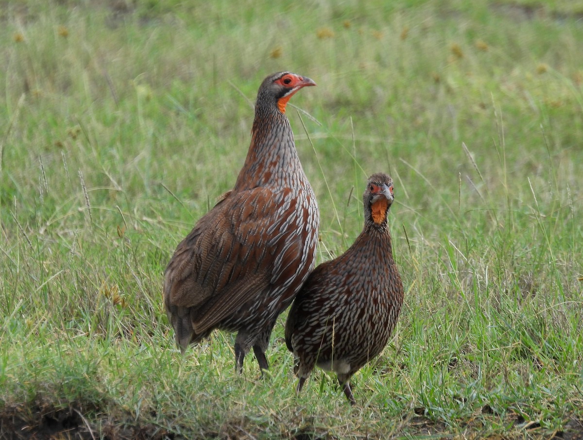 Gray-breasted Spurfowl - ML636982520