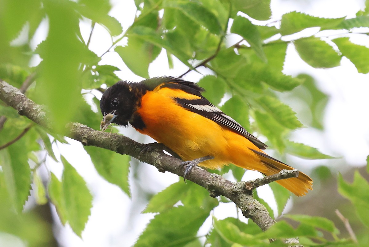 Baltimore Oriole - ML636982558