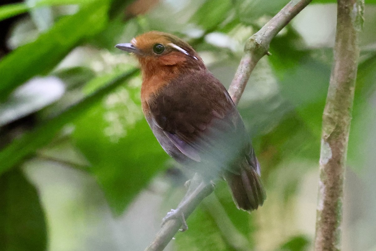 Conopophage à couronne rousse - ML636982580