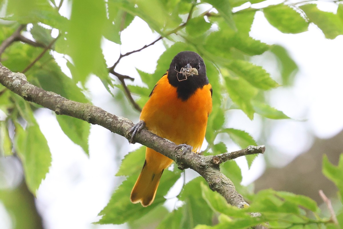 Baltimore Oriole - ML636982584