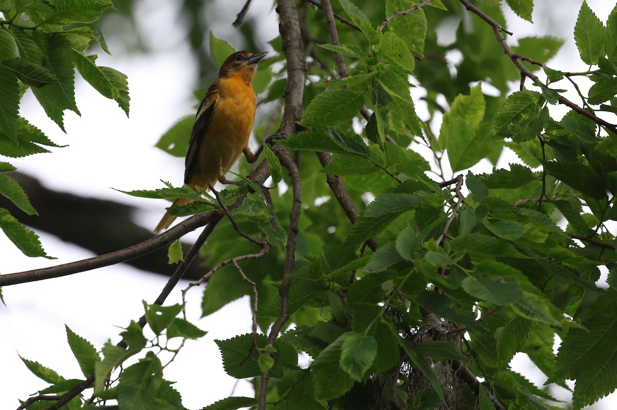 Baltimore Oriole - ML636982596