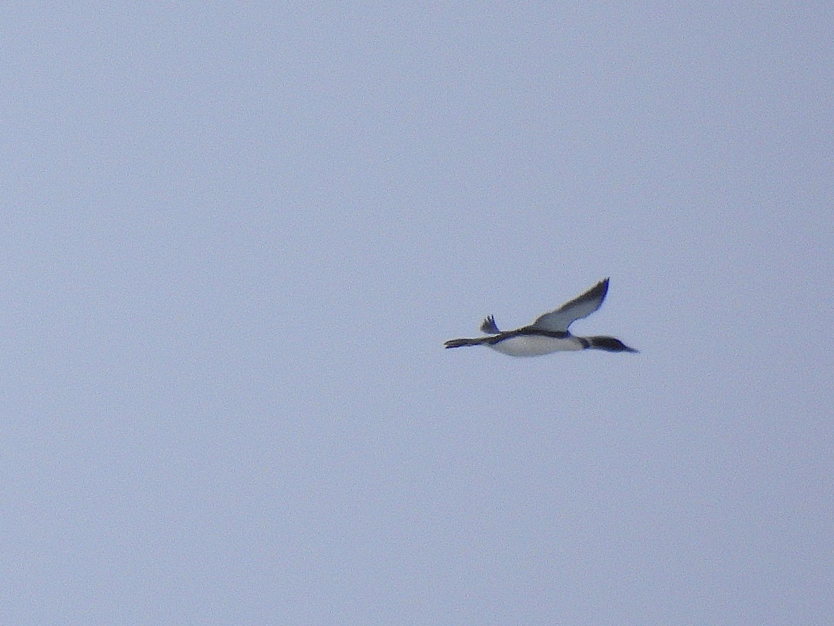 צוללן צפוני - ML636982774