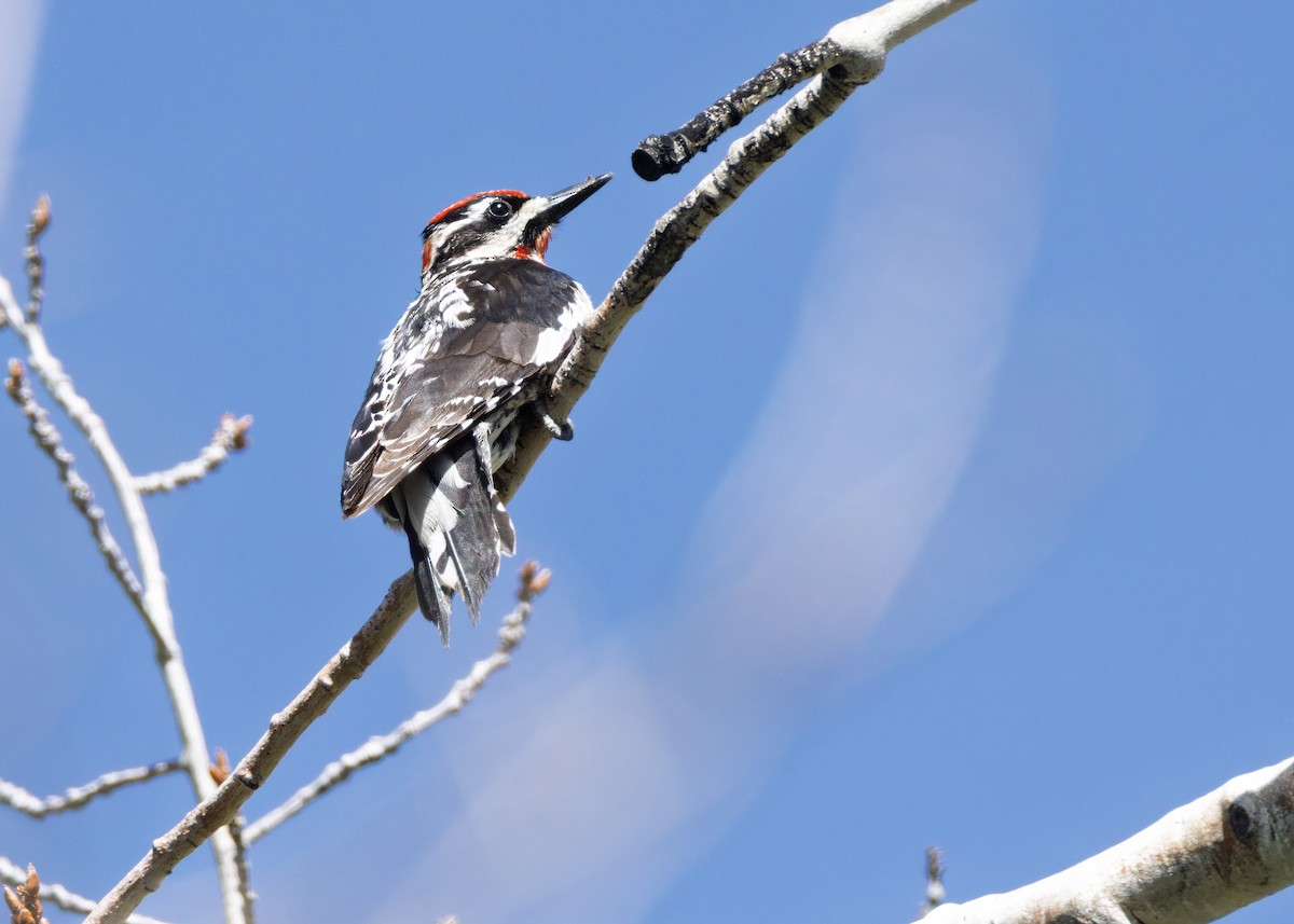 Red-naped Sapsucker - ML636982813