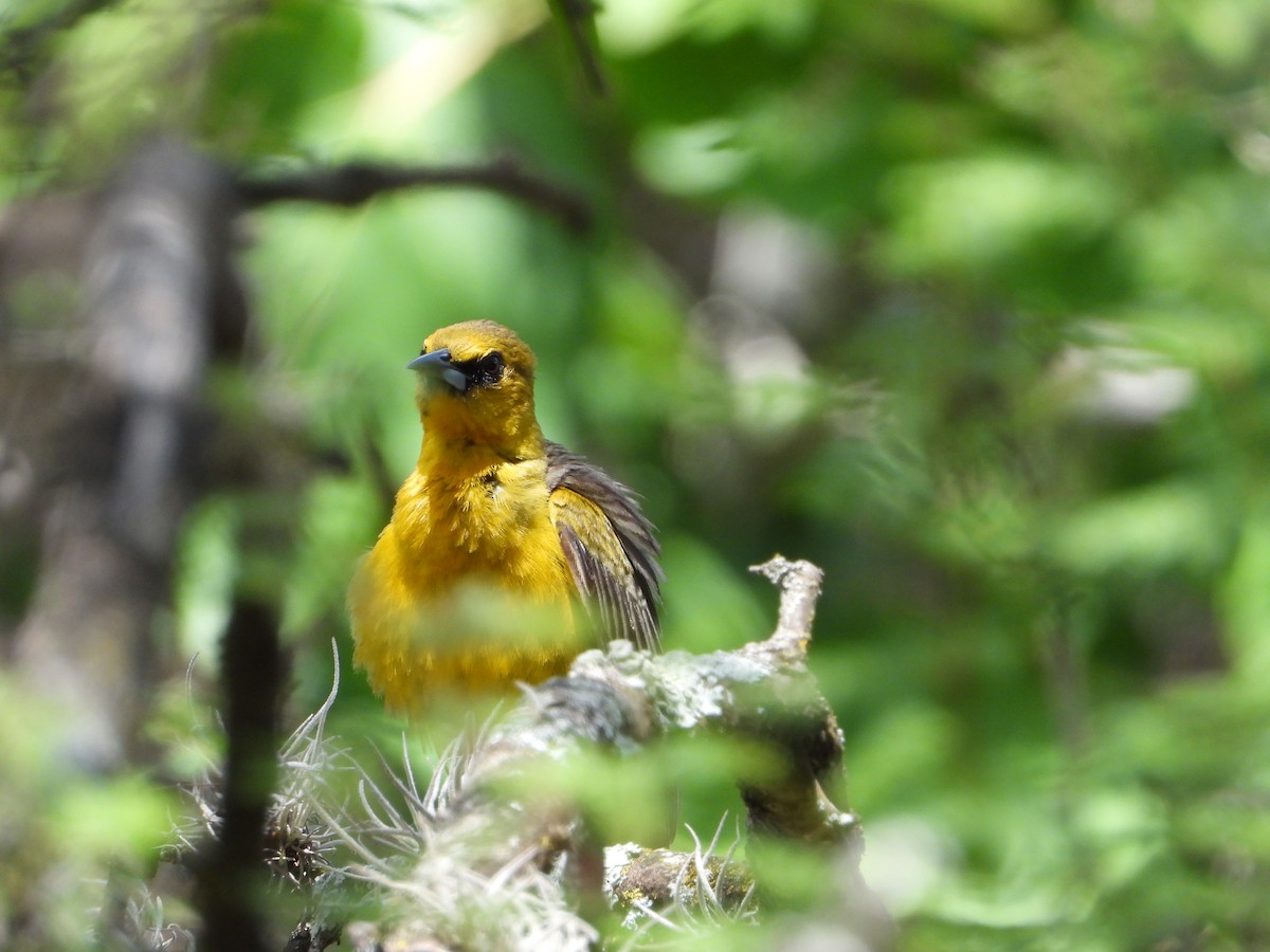 Black-vented Oriole - ML636982831