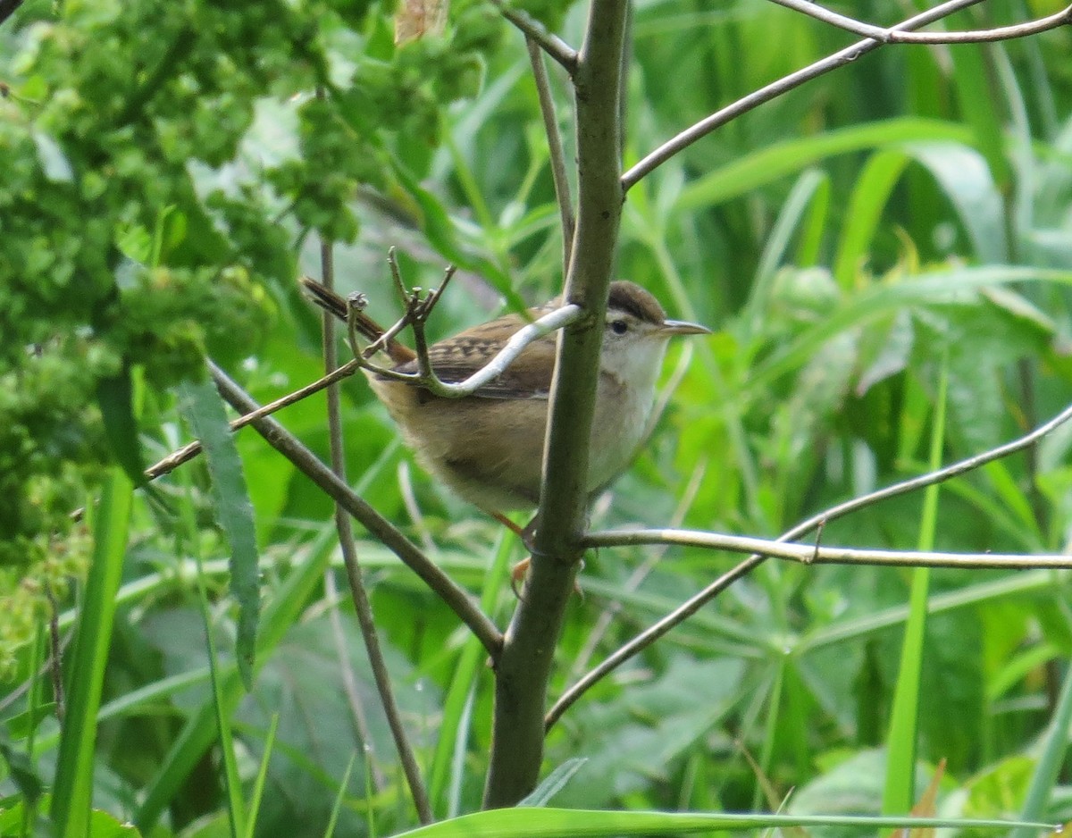 Marsh Wren - ML636982856