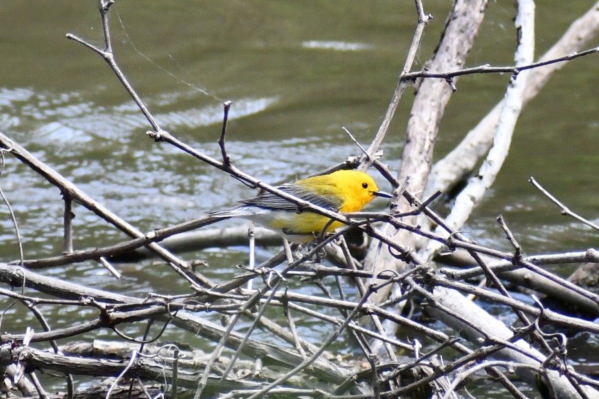 Prothonotary Warbler - ML636982905