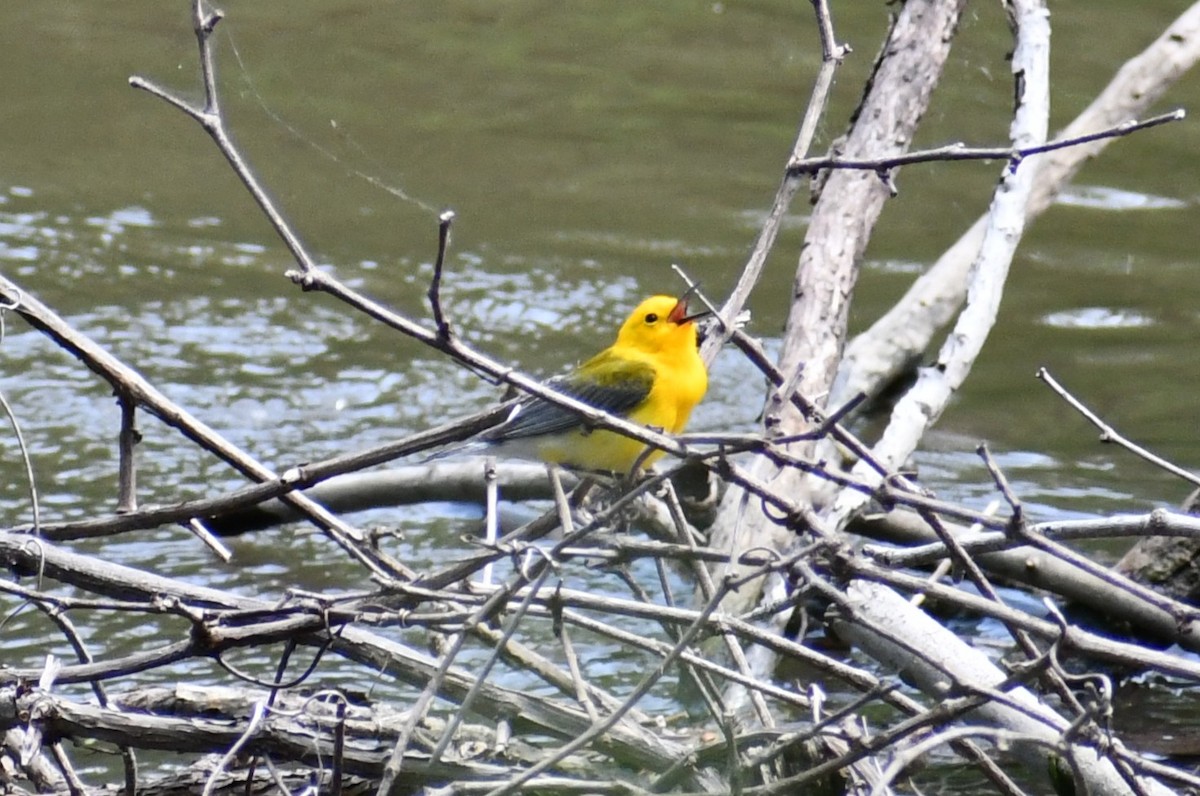 Prothonotary Warbler - ML636982929
