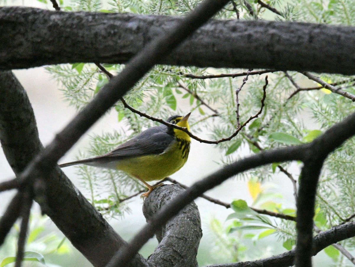 Canada Warbler - ML636982981