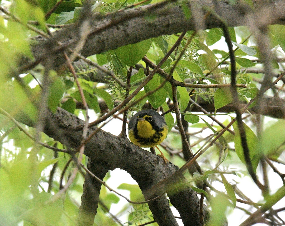 Canada Warbler - ML636982983