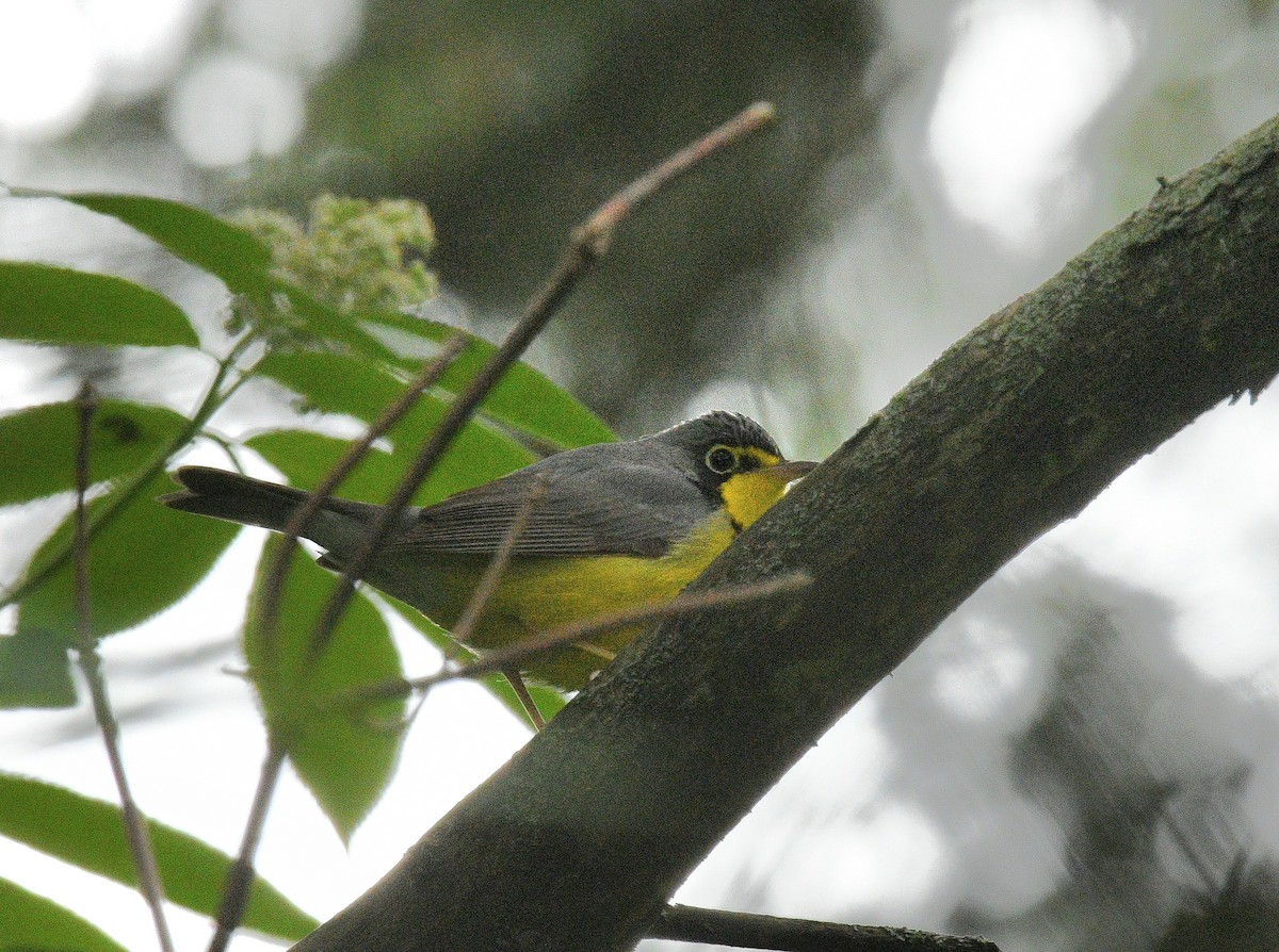 Canada Warbler - ML636982984