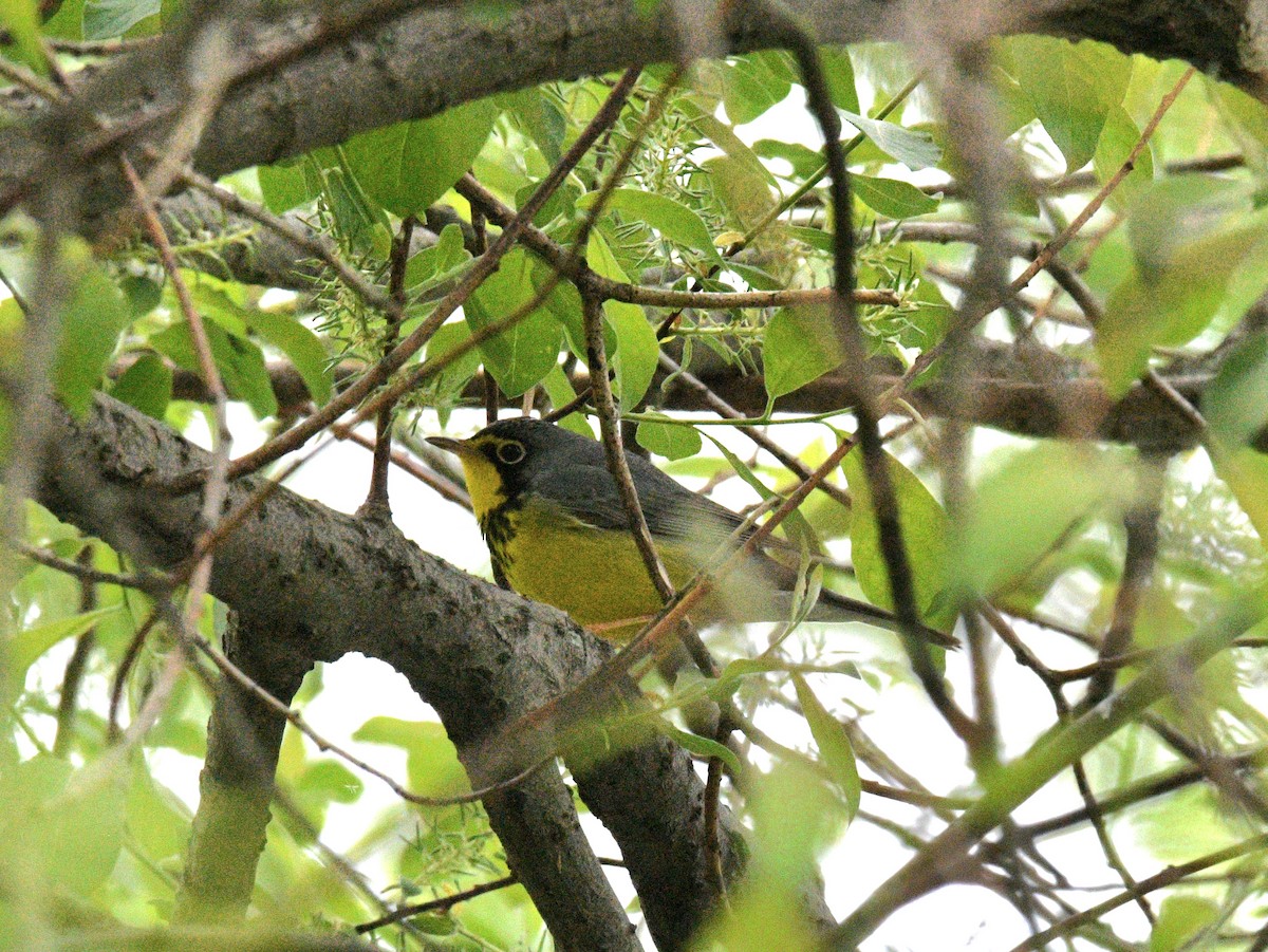 Canada Warbler - ML636982985