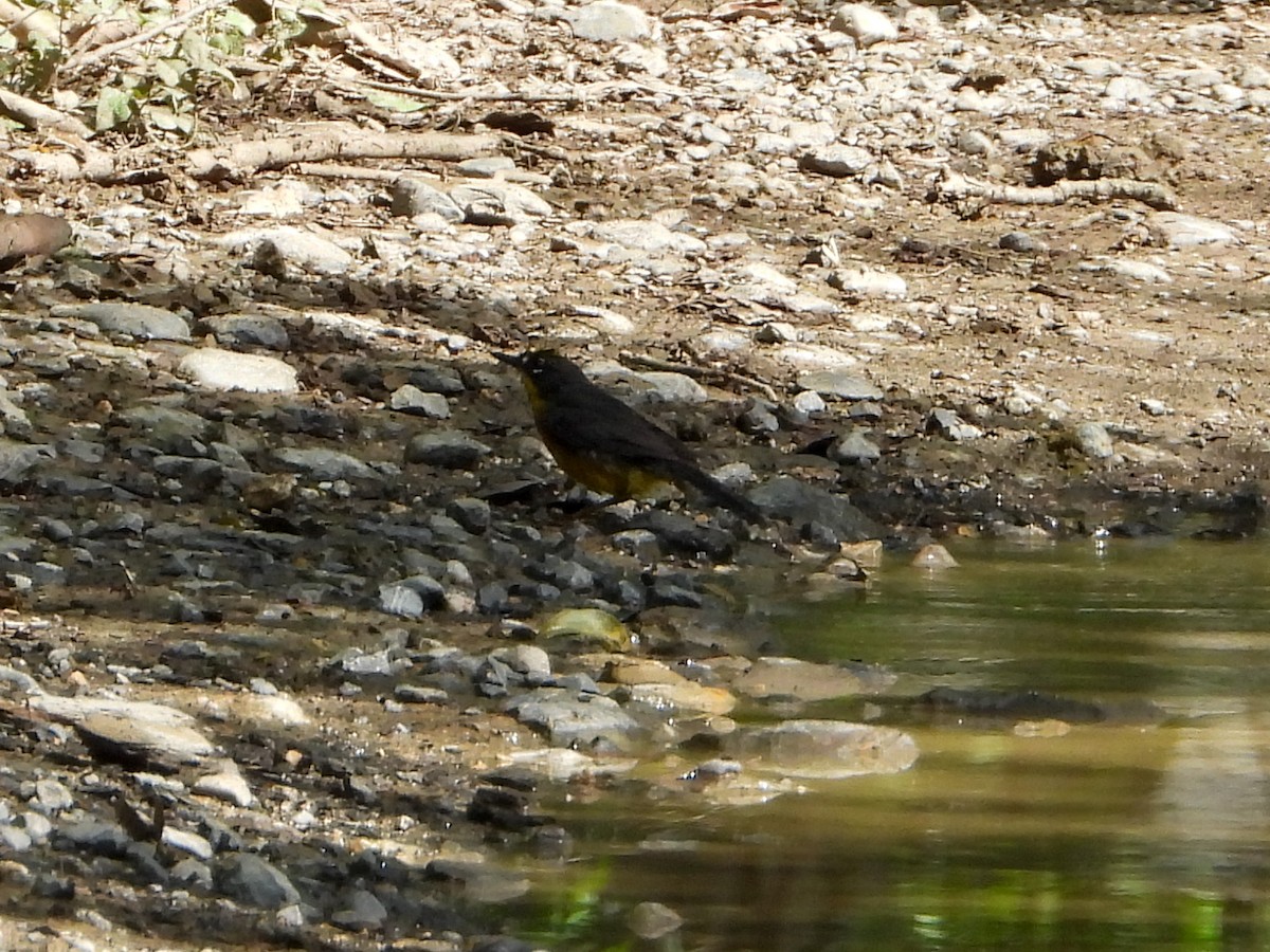 Fan-tailed Warbler - ML636983023