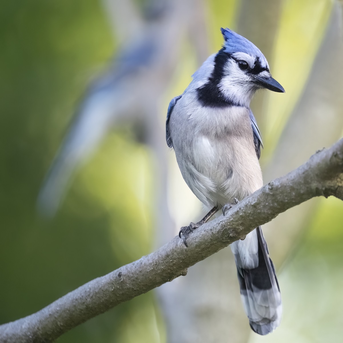 Blue Jay - ML636983035